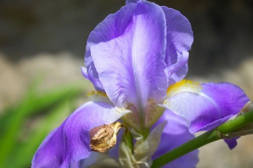 iris flower violet