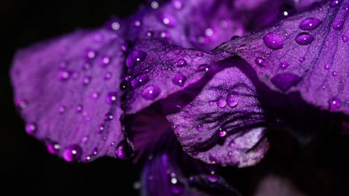 iris flower waterdrops