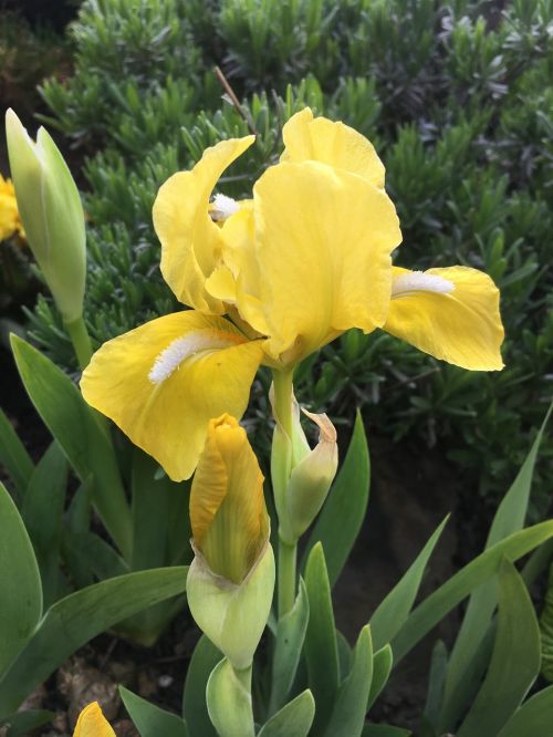 iris flower yellow