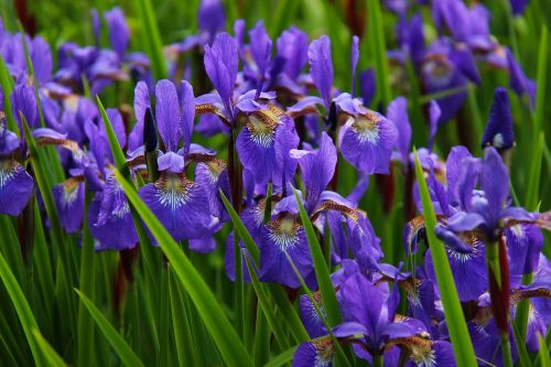 iris flower floral