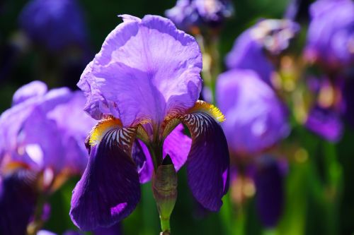 iris flower floral