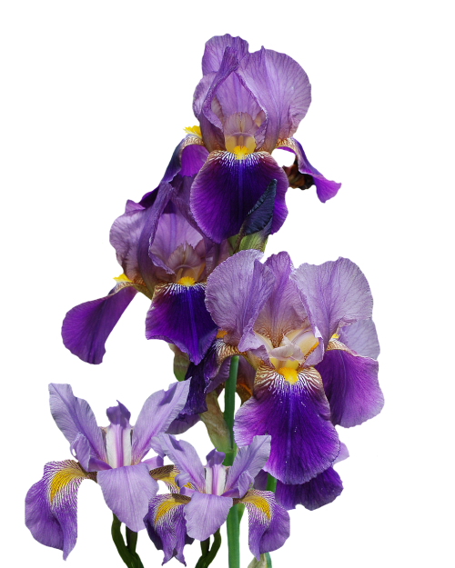 iris flower nature