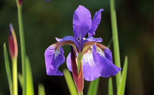 iris garden flower