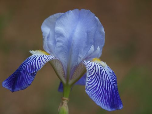 iris lily flower