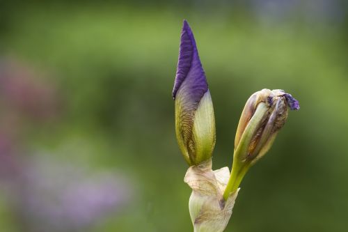 iris bud flower