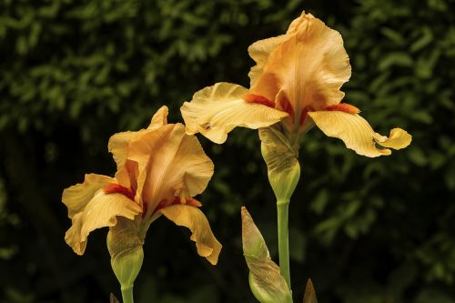 iris blossom bloom