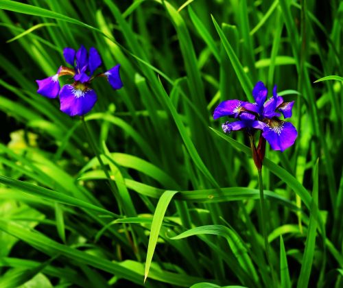 iris blue garden