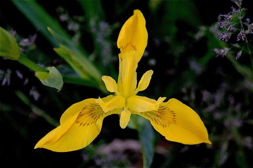 iris yellow flower
