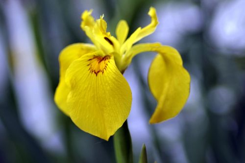 iris yellow flower