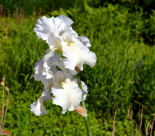 iris blossom bloom