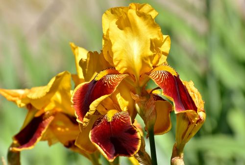 iris flower summer