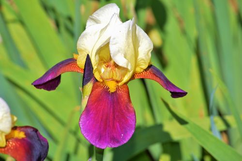 iris flower lily