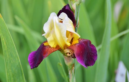 iris flower lily