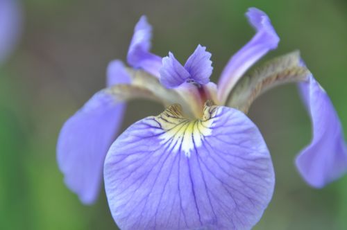 iris flowers affix