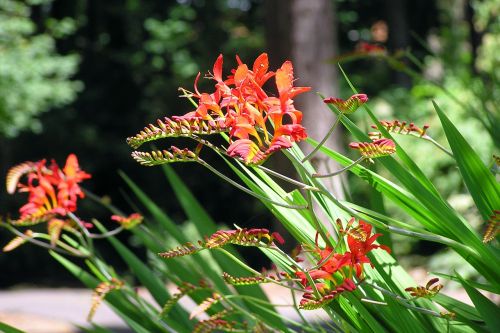 iris crocosmia flower