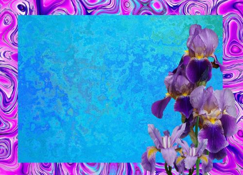 iris blossom bloom