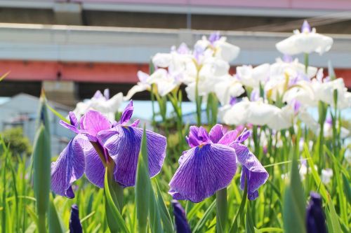 iris flowers june