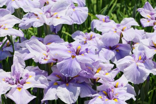 iris flowers june
