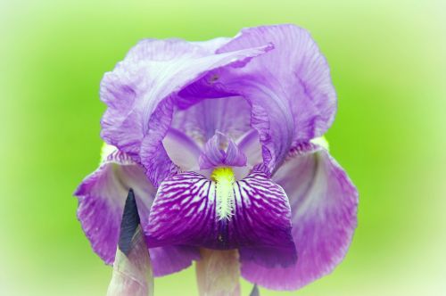 iris dwarf violet