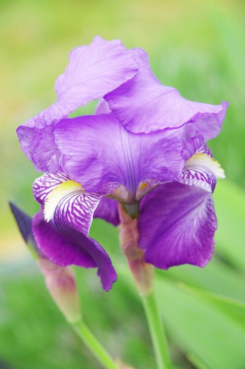 iris dwarf violet