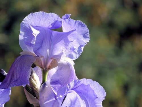 iris flower violet