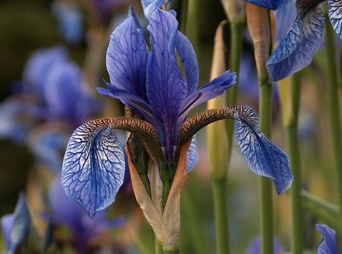 iris flower blue