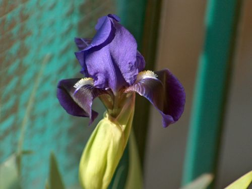 iris plant nature
