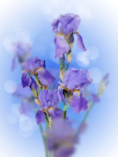 iris flower purple spring