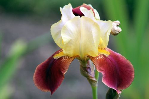 iris flower iris garden