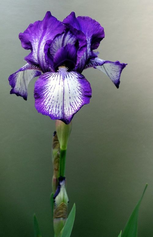 iris flower stem