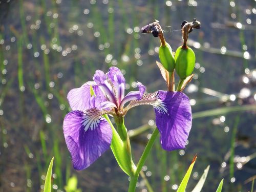 iris flower summer