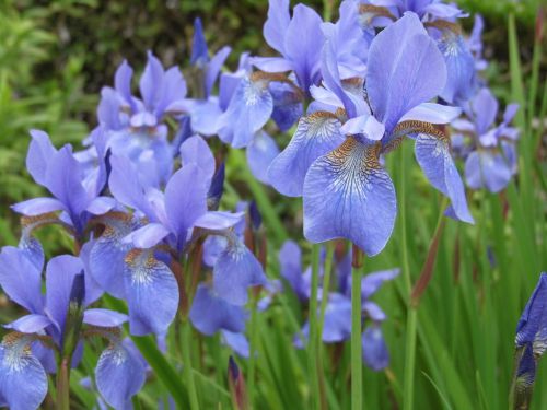 iris blue flower