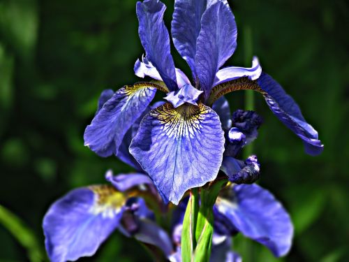 iris flower garden