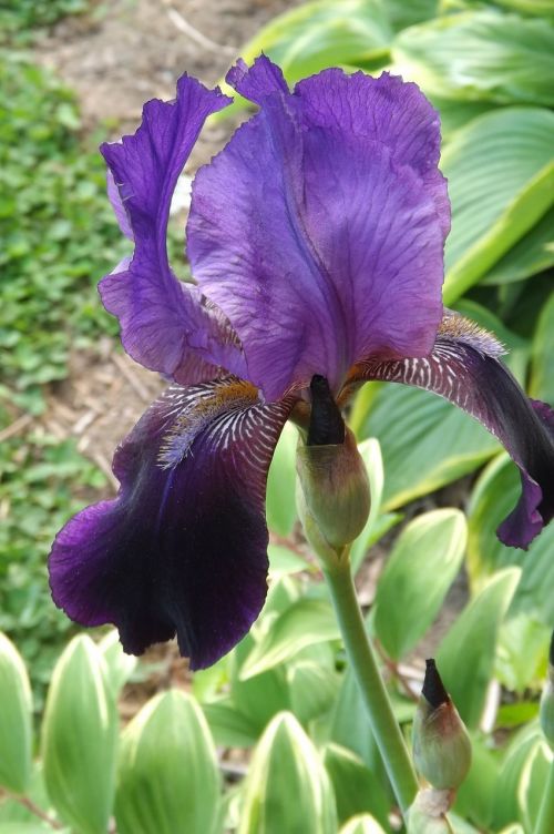 iris flower floral