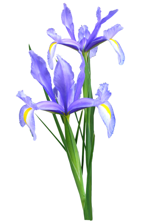 iris dutch flowers