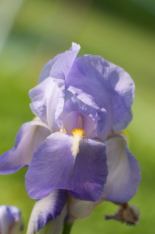 iris blossom bloom