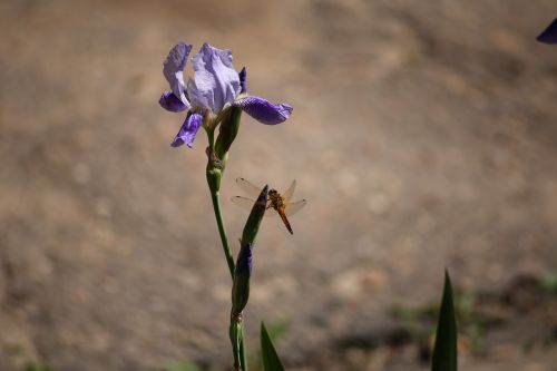 iris dragonfly flower