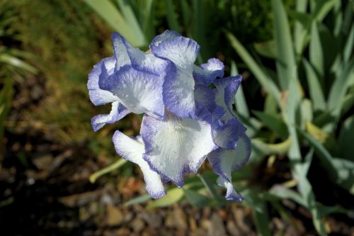 iris blue-and-white bloom early bloomer