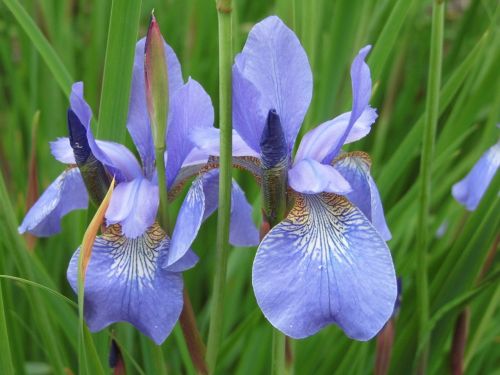 iris blue flower