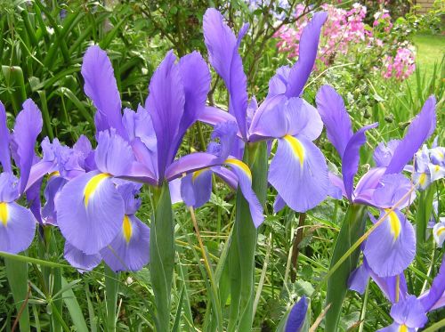 iris dutch foliage