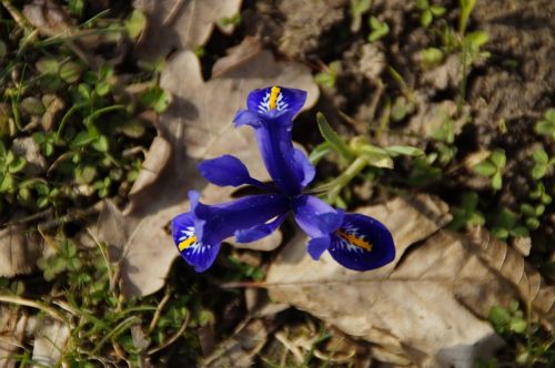 iris wild flower blue