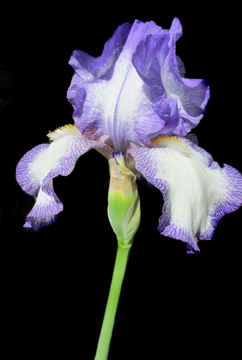 iris purple white
