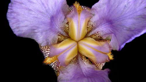 iris flower close up