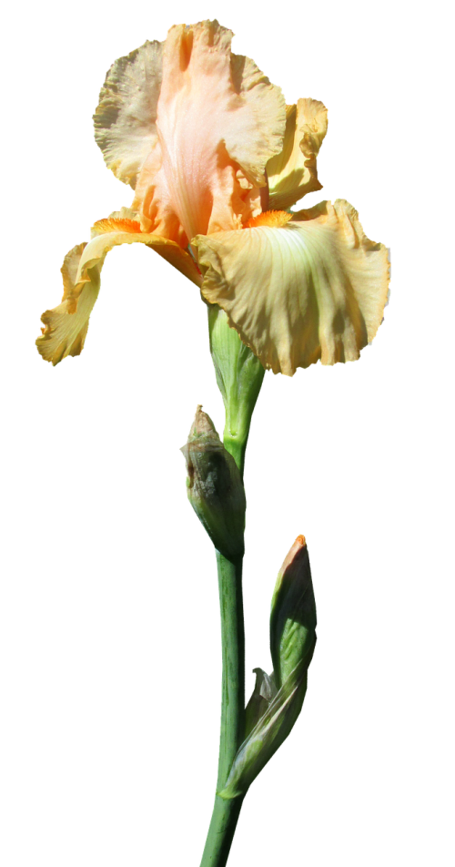 iris yellow stem