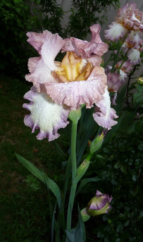 iris flower raindrops
