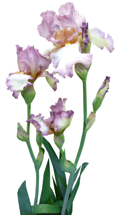 iris plant mauve