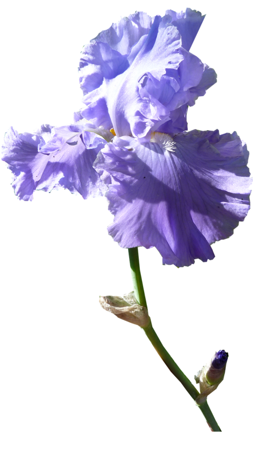 iris flower dark mauve