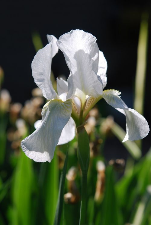 iris white flower