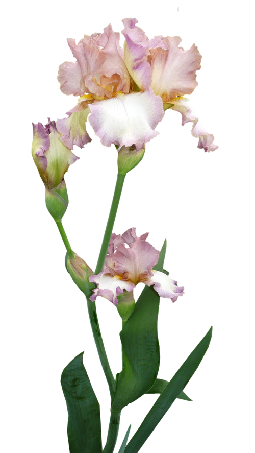 iris plant flower