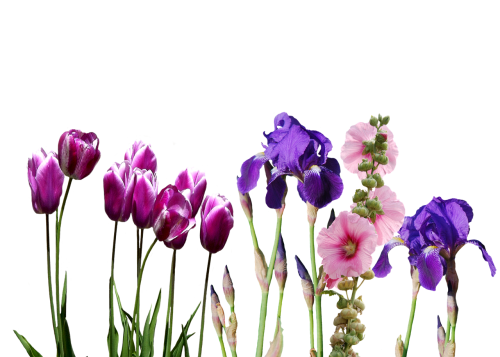 iris tulips flowers